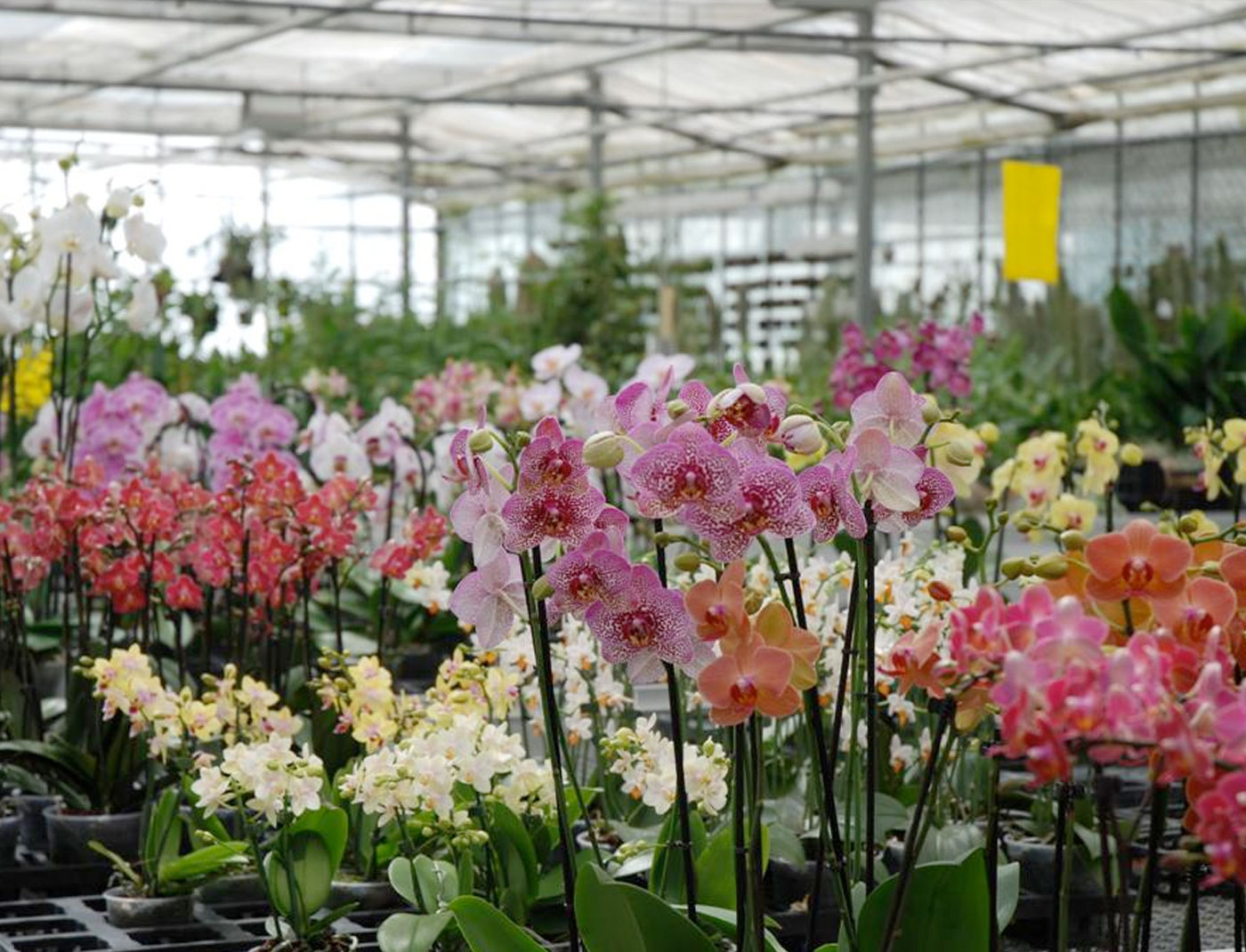 Currlin Orchideenverkauf